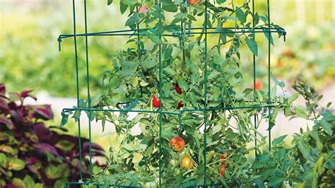 How To Support Tomatoes With Stakes And Cages Youtube