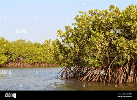 Mangrove Forests In The Saloum River Delta Area Senegal West Africa