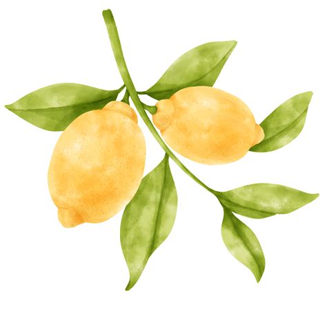 Watercolor Branch Of Lemon Fruits 9661509 Png