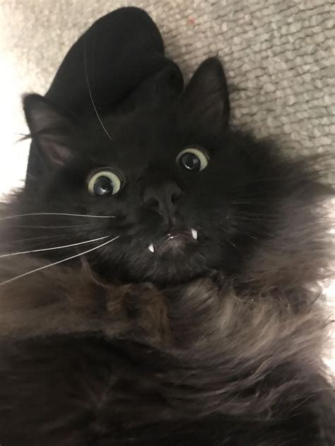 Vampire Teef Crazy Cats Pretty Cats