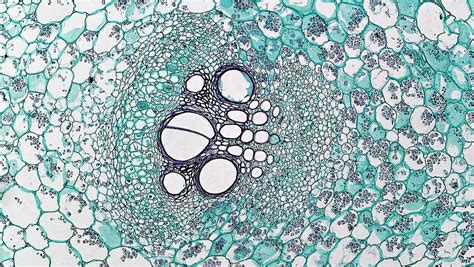 Difference Between Collateral And Bicollateral Vascular Bundles