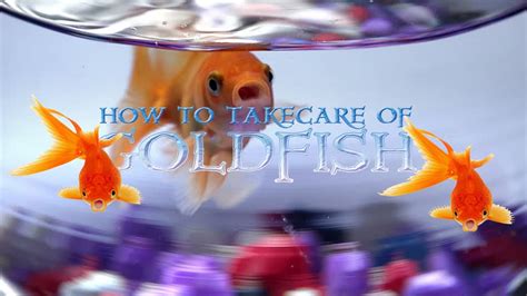How To Take Care Of Goldfish In A Bowl Without Filterair Pump Youtube
