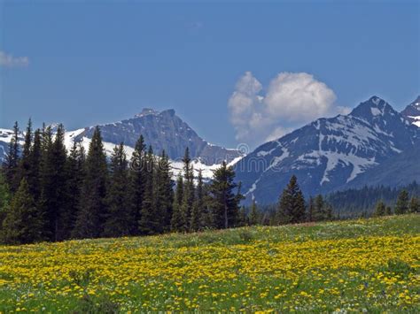 Mountain Wildflower Meadow Stock Image Image Of Trees 8365017