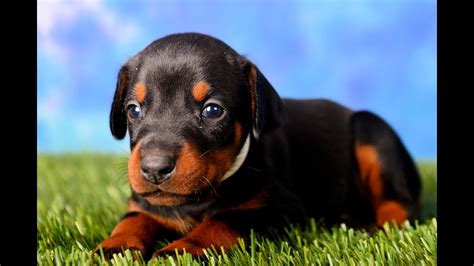 Akc & ckc duel registered doberman pinscher puppies. Doberman puppies for sale 4 weeks old - YouTube
