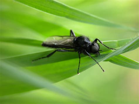 Imageafter Images Nature Animals Insects Black Fly Macro