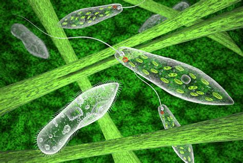 Cell structure the structure of a euglena is flagellate freshwater protozoan, which is composed of chlorophyll and has a rudimentary eye. Euglena: Definition, Structure, & Characteristics with Diagram