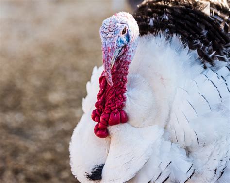 23 mind blowing turkey facts you definitely didn t know — best life