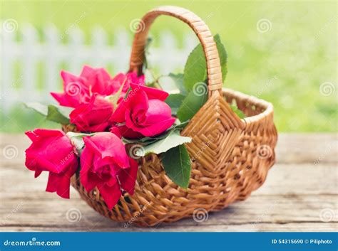 Beautiful Roses In The Basket Stock Photo Image Of Spring Basket