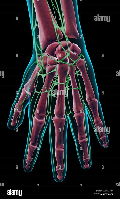 The Lymph Supply Of The Hand Stock Photo Alamy