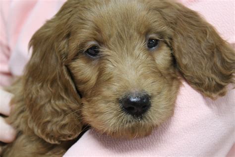 Find goldendoodle puppies for sale and dogs for adoption near you in akron, canton, cincinnati, cleveland, columbus, toledo, youngstown or ohio. Golden Doodle Puppies For Sale | Apple Creek, OH #250037