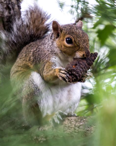 Squirrel With Pine Cone Photograph By Scott Lyons Fine Art America