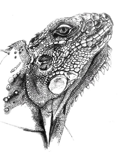 Lizard drawing, sketch Pencil | Lizard, Pencil drawings, Pencil art