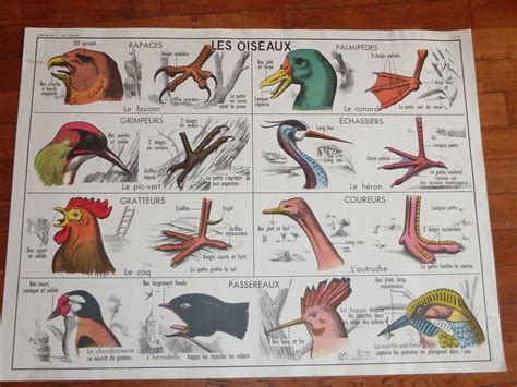 Ecole Fmr Affiches Scolaires Ancienne Affiche Scolaire Mdi Les Oiseaux Grenouilles