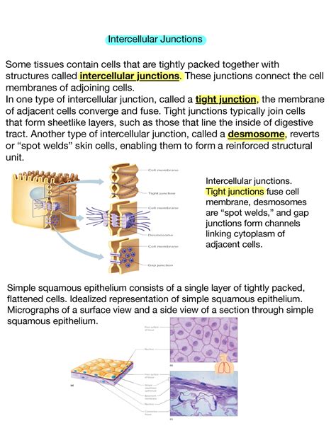 Intercellular Junctions These Junctions Connect The Cell Membranes Of