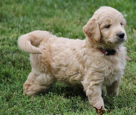 Yesteryear Acres Doodle Days Monday Goldendoodle Puppy Pictures