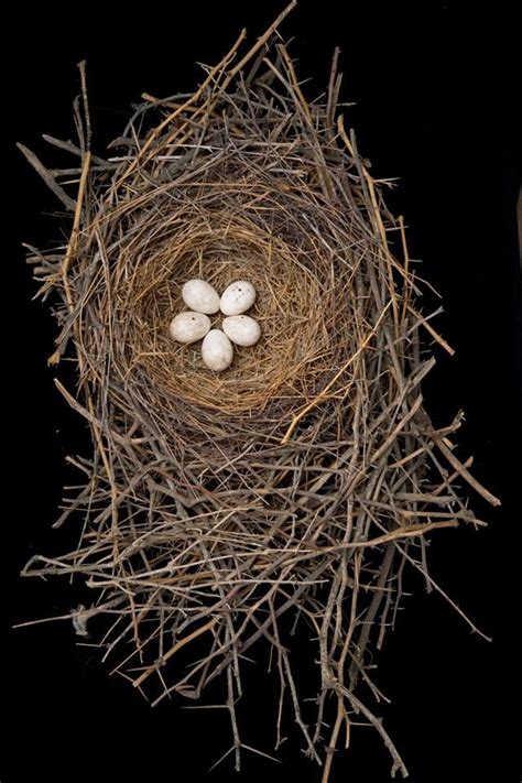 Bendires Thrasher Nest Sharon Beals Does The Most Extraordinary