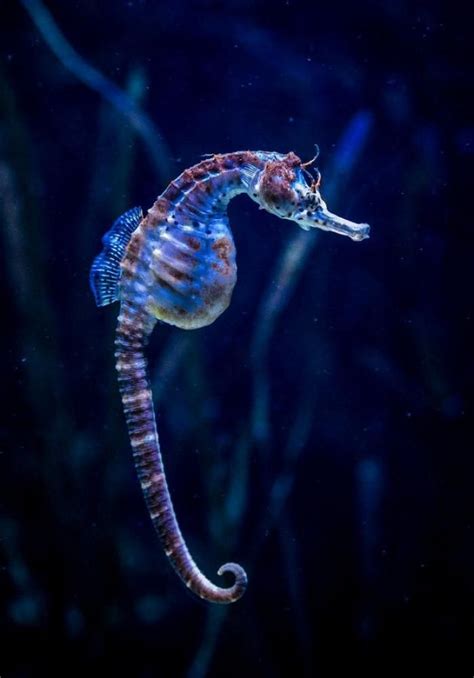 Créatures Uniques Qui Habitent Le Fond Marin Beautiful Sea Creatures
