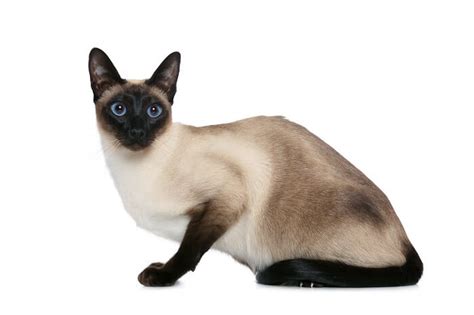 Thai Old Style Siamese Cat Breed Size Appearance And Personality