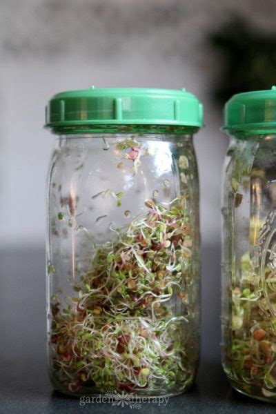 Sprouting Seeds The Simple Guide To Growing Food Indoors