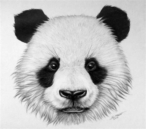 Heres My Drawing Of A Panda Bear I Worked On It For A Video Time