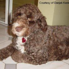 Why buy a portuguese water dog puppy for sale if you can adopt and save a life? PuppyFind | Portuguese Water Dog Puppies for Sale