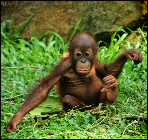 Baby Ape