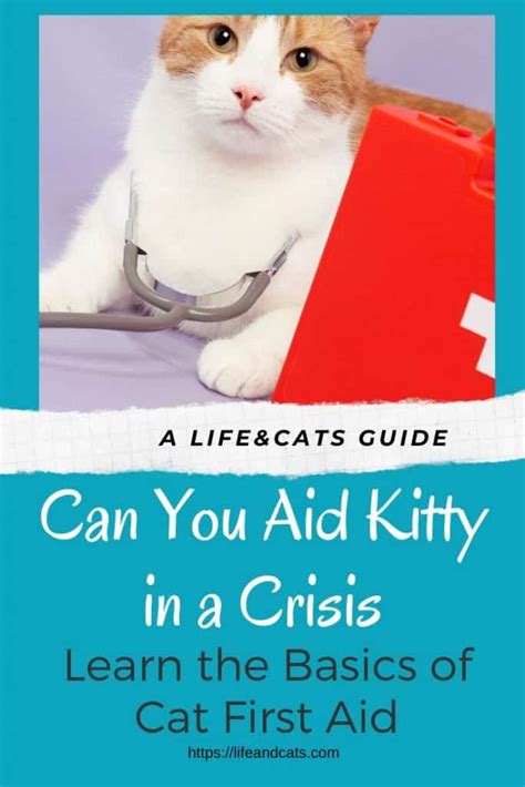 Could You Aid Kitty In A Crisis Cat First Aid Tips Life And Cats