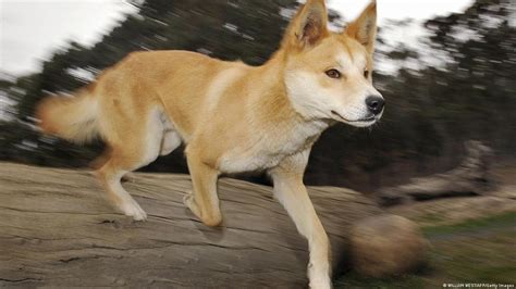 Are Dingo Dogs Legal In The United States