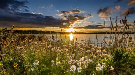 West Yorkshire England Lake Daisies Sunset Wallpaper Nature And