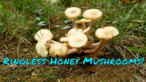 Ringless Honey Mushroom Look Alikes All Mushroom Info