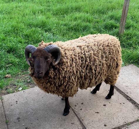 Approved Registered Shearling Ram Brae Flock West Lothian Shetland