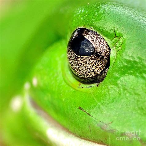 Frogs Eye Photograph By Kaye Menner Fine Art America