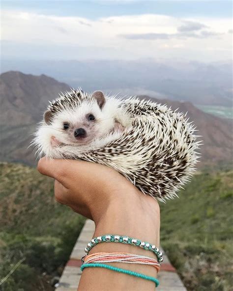 Hedgehogs Give Us All The Feels Cute Animals Hedgehog Pet Animals