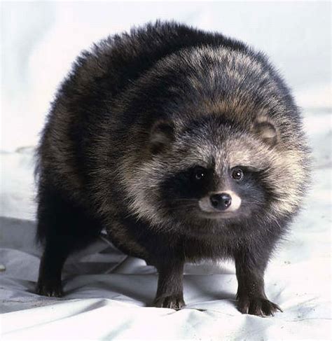 The Tanuki Also Known As The Raccoon Dog Or Japanese Raccoon So Cute