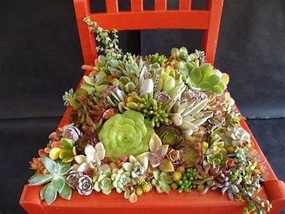 Chair Succulent Flower Chairs Into Garden Planters