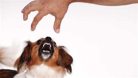Dog Growling What It Means And What You Should Do Dogtime