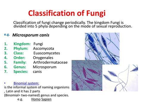 Ppt Fungi Powerpoint Presentation Free Download Id2225054