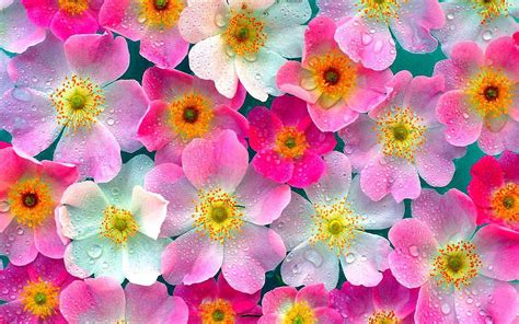 Flowers Pink Wallpaper Wallpup Com