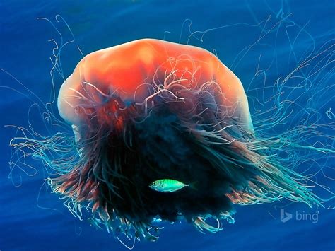 Beautiful Jellyfish Bing Theme Wallpaper Preview