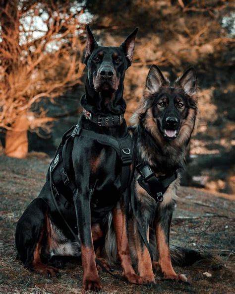 🌍 Doberman Universe On Instagram Best Friends 🖤🐾👀 Fromnewton