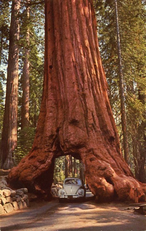 Redwood Sequoia Tree Seeds Made In Usa 40 Seeds Floral And Garden Crafts