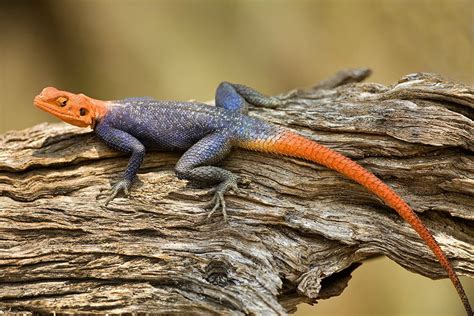 I Photographed This Agama Lizard In Namibia With A 500mm F4 Canon Lens