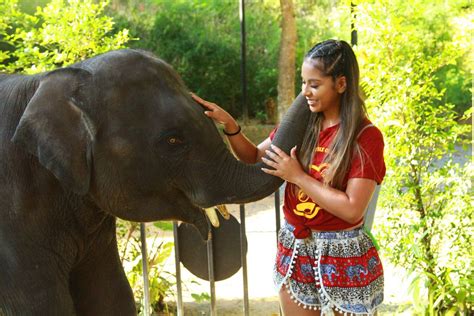 Kok chang phuket, kata elephant, phuket elephant, elephant trekking phuket, elephant ride, charlie and lamyai, gibbons phuket , elephants, phuket, thailand, kok. Kok Chang Safari elephant camp (@Kokchangsafari) | ทวิตเต ...