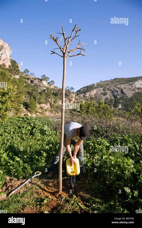 Tree Planting Hi Res Stock Photography And Images Alamy
