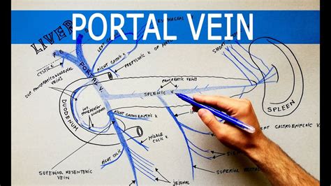 The Portal Vein And Its Tributaries Anatomy Tutorial Youtube
