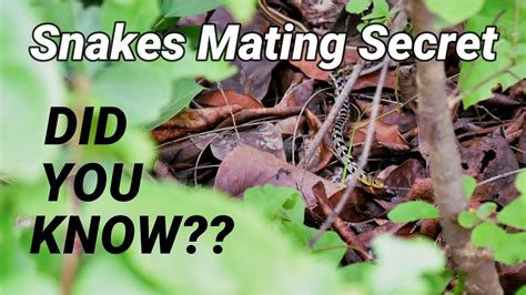 Snakes Mating Buff Striped Keelback Mating Informative Video In