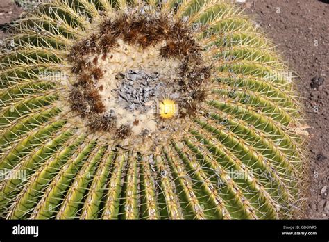 Echinocactus Grusonii Golden Barrel Cactus Stock Photo Alamy