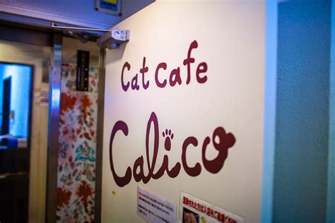 Hectoradventures Calico Cat Cafe Shinjuku Tokyo Japan