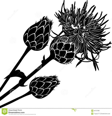 See more ideas about thistle, flower drawing, thistle tattoo. Thistle stock vector. Illustration of gift, apple, dogrose ...