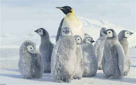 Emperor Penguin Windows 10 Theme Themepackme